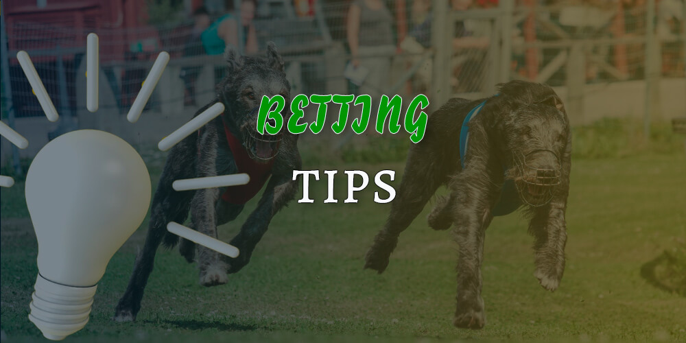 Tips for your greyhound racing betting